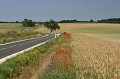  route,campagne,coquelicots,blé 